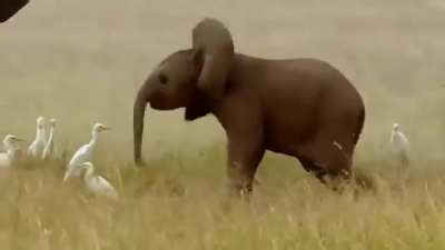 ?Baby elephants don't learn to control their trunks until they’re about a year old.