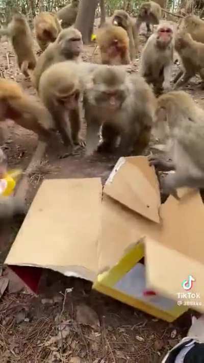 Monkeys