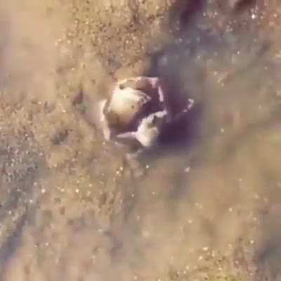 ? The little crab protects his friend from a human being by hugging him