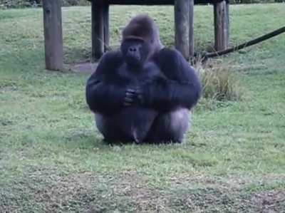 ? Lowland gorilla at Miami zoo uses sign language to tell someone that he's not allowed to be fed by visitors.