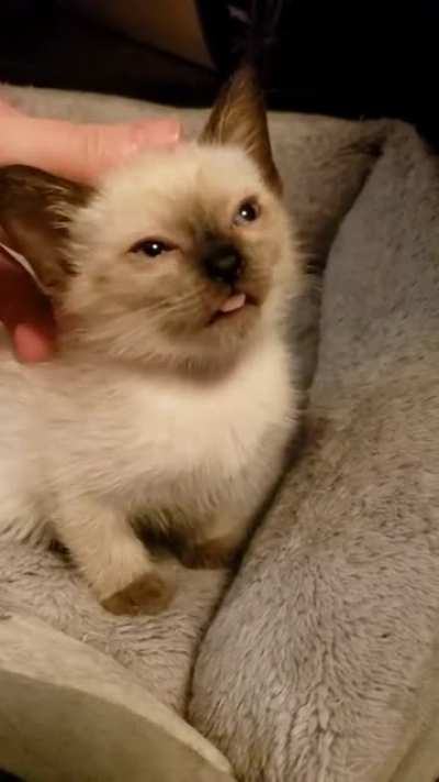 Sweet lil derp