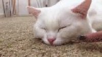 To wake up a cat.