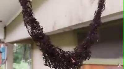 ? Fire ants making a living rope to attack a wasp nest