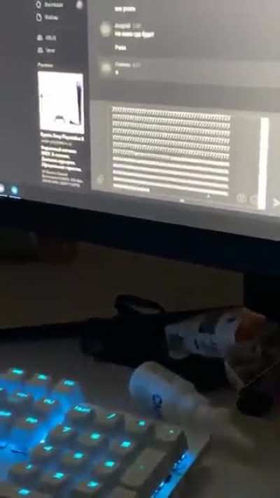 Kitten fascinated by the text it’s typing ?