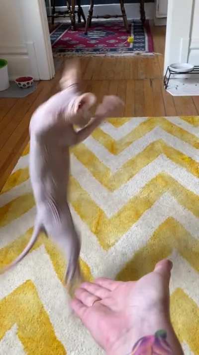 My Sphynx kitten just gave me a high-five ?