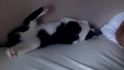 Cat: "I regret nothing."