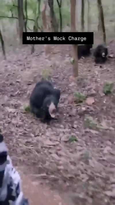 ? Mother Sloth Bear with cubs charges a safari vehicle - Koka Wildlife Sanctuary, Maharashtra