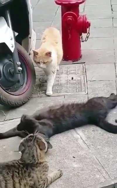 She catches him red handed with other girl ?