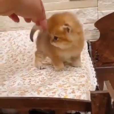 Baby kitty learning to trust its human ?