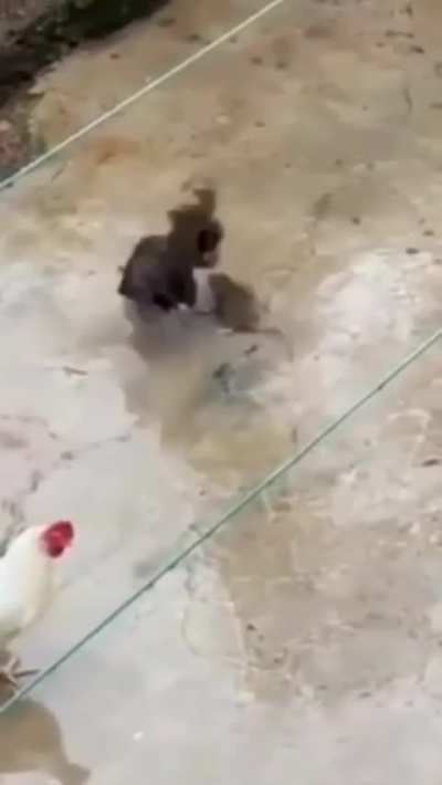 A rat enters the wrong coop—two chickens chase, peck, and defeat it in a surprising show of dominance."