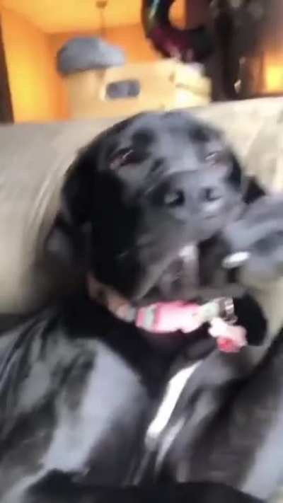Dog pondering the meaning of life