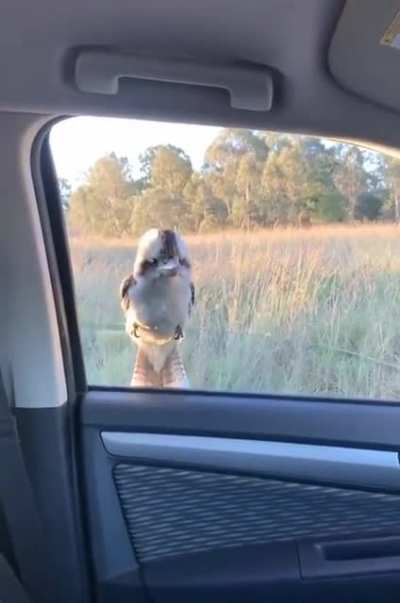 To get rid of a kookaburra