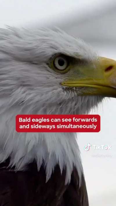 Bad ass definition: see bald eagles
