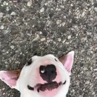 This means he wants to be picked up and carried home.