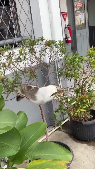 That's a strange fruit... ?