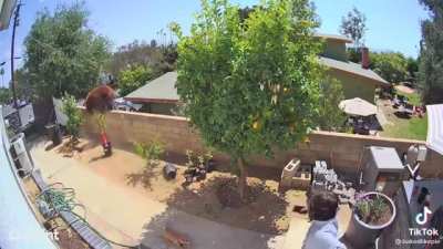 This lady just pushed a fucking bear off her fence to protect her dogs.