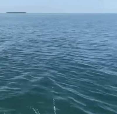 WCGW Bird Catching A Fish