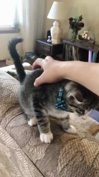 Teaching my kitty greetings ?