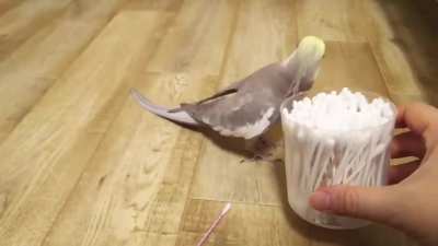 This bird chirps out Mozart's "Queen of the Night"
