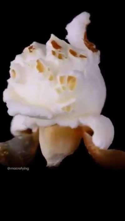 Macro filming and photography