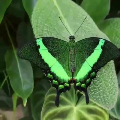 ? Irridiscent Butterfly