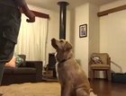This dogs reaction to the new family puppy