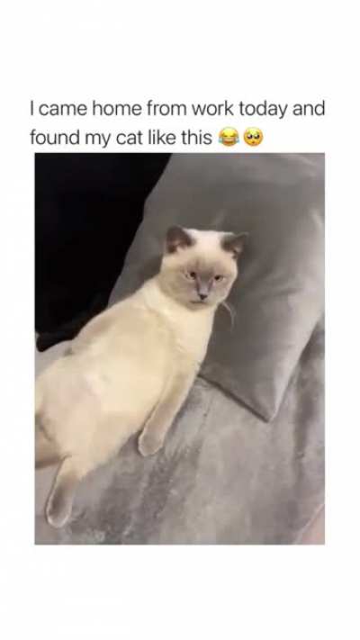 Human, you are disturbing my thinking time