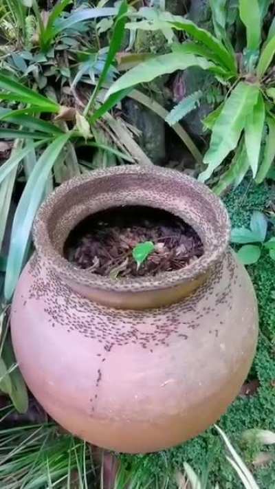 ? Ant Mill ?