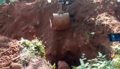 Wild elephants salutes the men who rescued their baby elephant from ditch, Kerala India