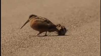 ? Woodcock probes the soil to search for worms