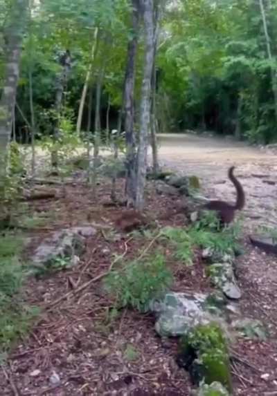 ? A Group of Coatis Running From East to West (reversed)