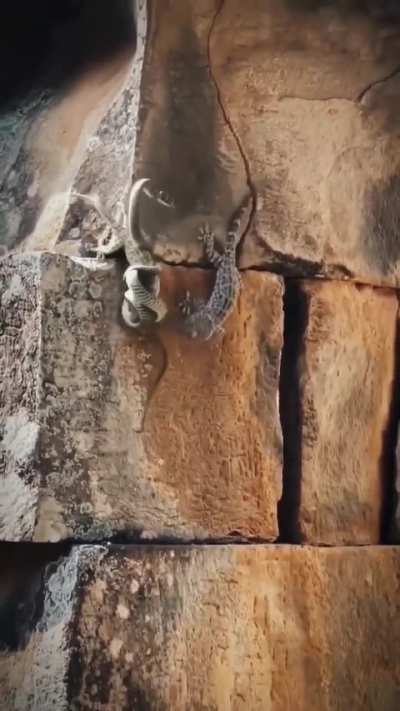 ?The Lizard daringly saves his mate from the snake..
