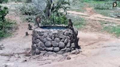 ? Energetic young baboons living their best life. So much going on