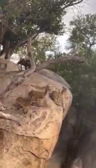 ? Group of Klipspringers (Antelope) evade pack of wild dogs by staying on the steepest part of the cliff.