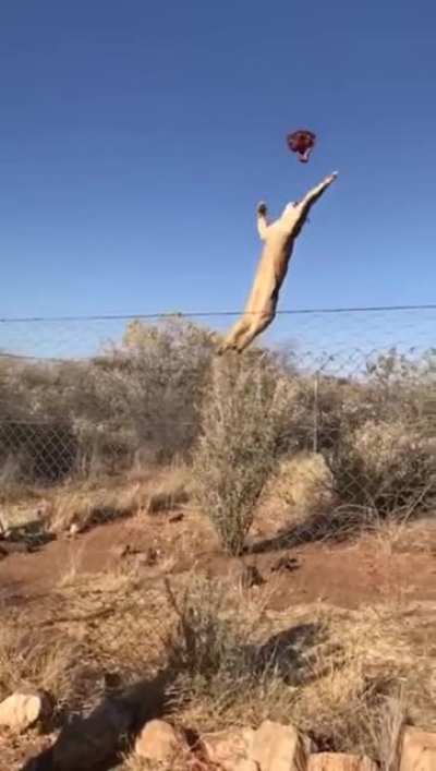 The African Caracal