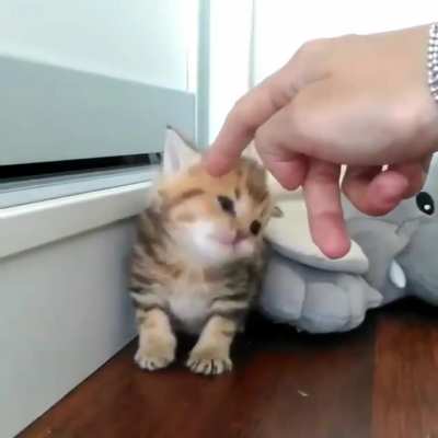 Little tiger ?