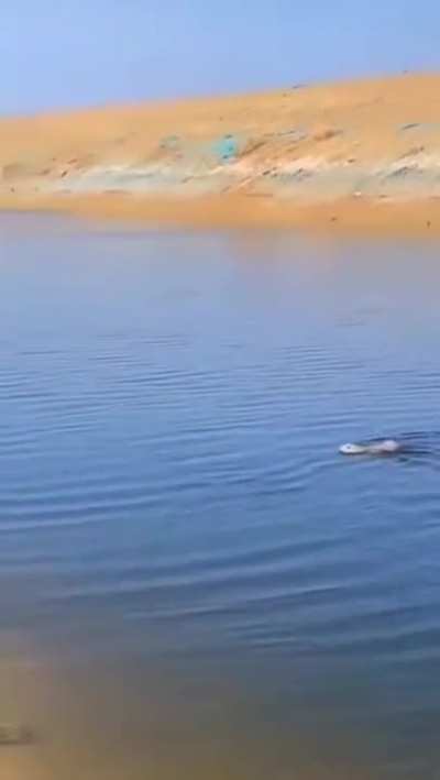 Have you ever seen a bunny swimming?