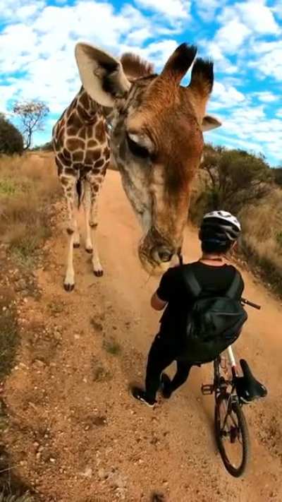 ? Giraffe interacting with visitors in Lion &amp; Safari Park, South Africa