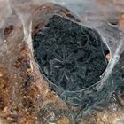 Spider nest.