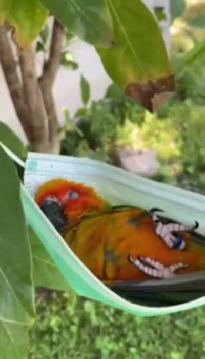 chillinbirb