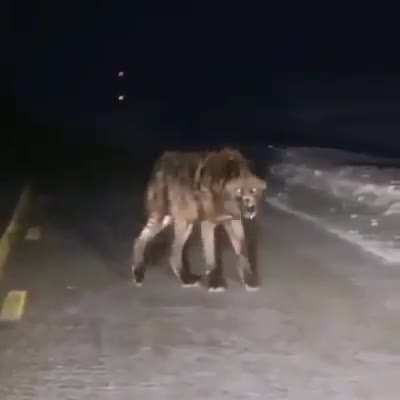 ? This Gigantic Wolf