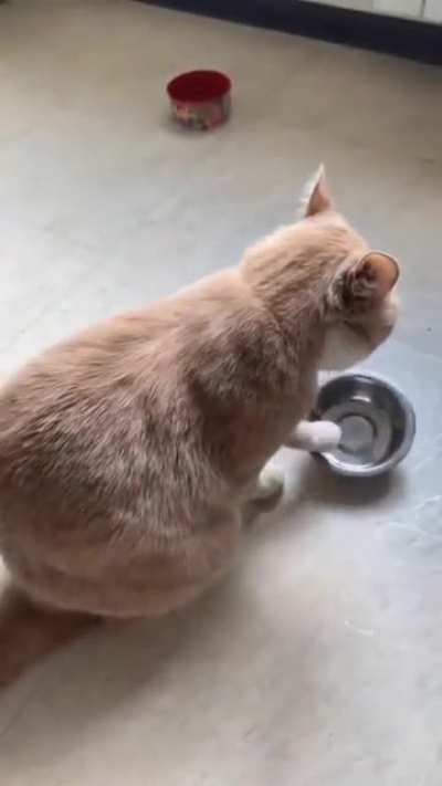 I'm starving! gibe food not pets!