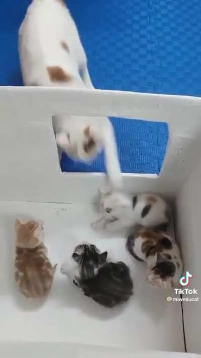 Abrupt motherhood