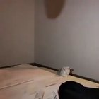 I didn't scare! hooman! I just want to jump!