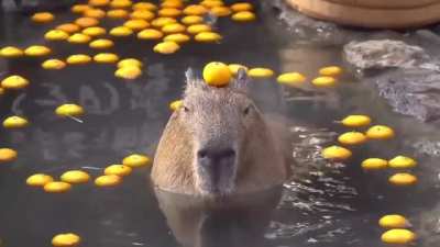 ? capybara chilling