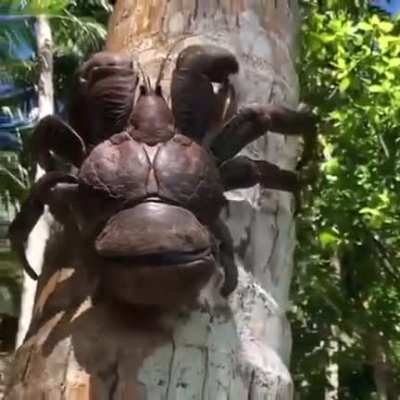 The Coconut Crab, at 3 feet wide, it’s the largest terrestrial arthropod in the world