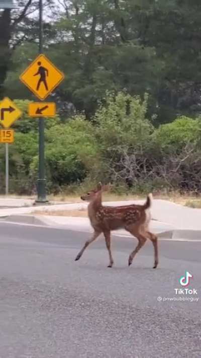 Crossing the road like a boss