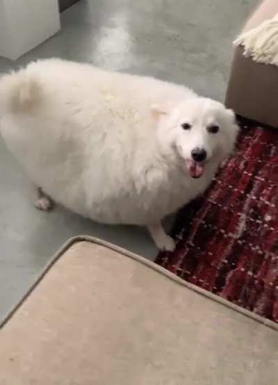 Chonky surprise