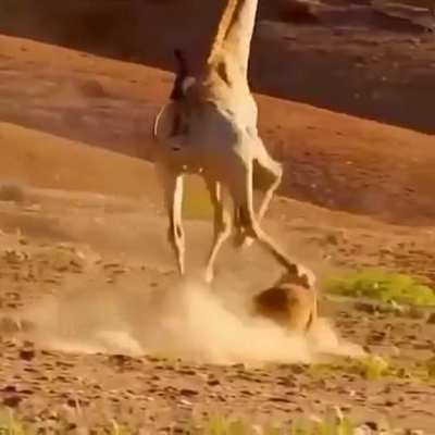Hunter v Hunted