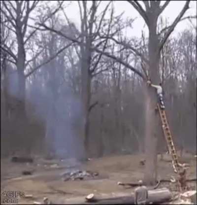 Cutting a tree
